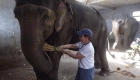 volunteer at elephant orphanage