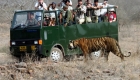 safari inde