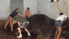 elephant conservation program