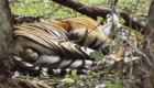 safari della tigre in India