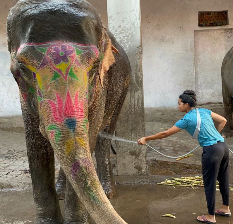 volunteer elephants india