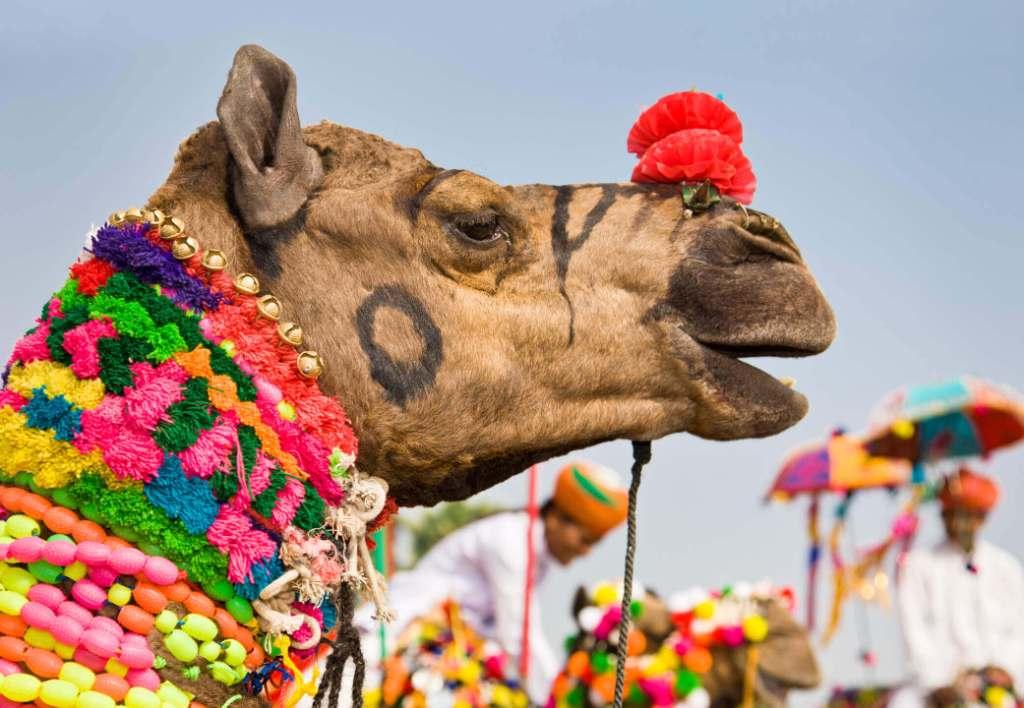 Same Day Pushkar from Jaipur