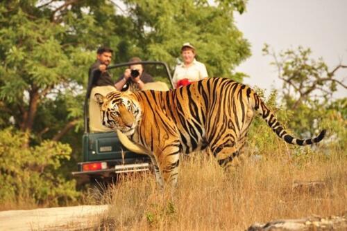 same day tiger safari tour from jaipur