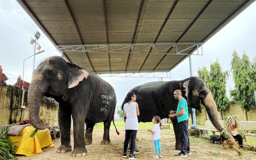 Experience the Magic of Working with Elephants in Jaipur