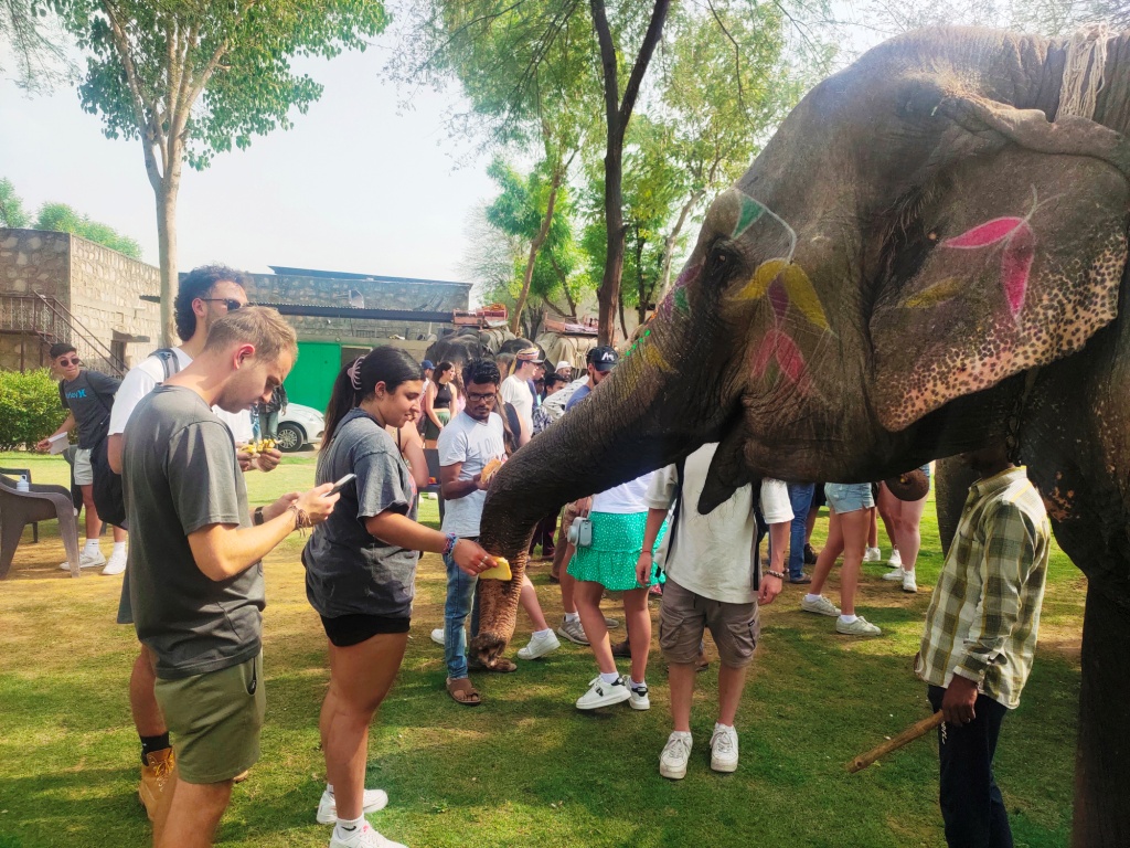 elephant village jaipur