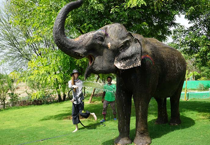 jaipur elephant park
