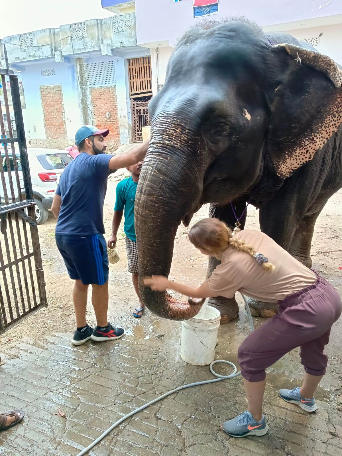 volunteer animal india