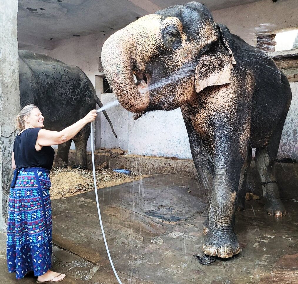 widlife volunteer in india